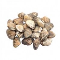 Asari Clams 花啦啦