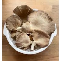 Abalone Mushroom 鲍鱼菇