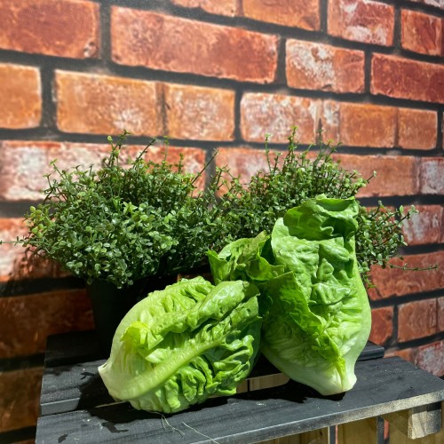Baby Romaine 罗曼生菜