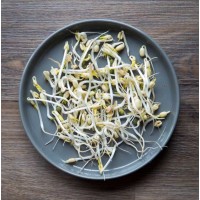 Bean Sprout 豆芽