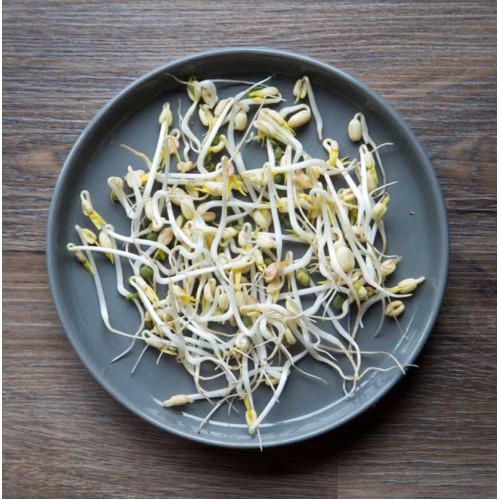 Bean Sprout 豆芽