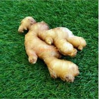Ginger Old 老姜