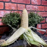 White Sweet Corn  全白玉米