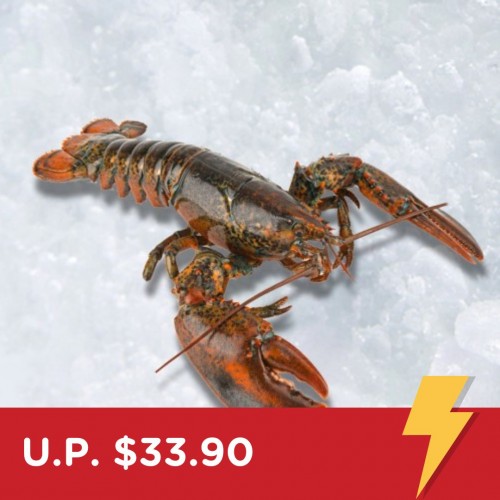 Flash Deal: Wild-caught Boston Lobster 