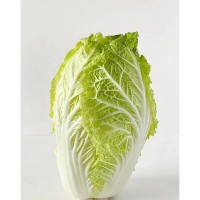 Fresh Chinese Cabbage  (中国白菜)