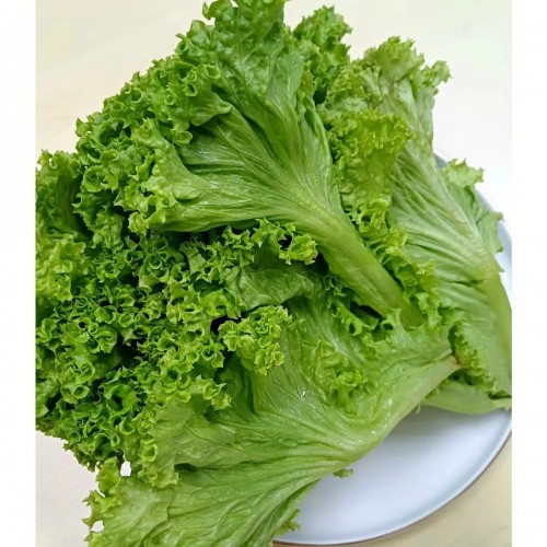 Green Coral Lettuce 卷心莴苣