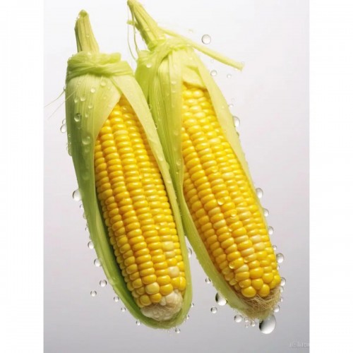 Sweet Corn  甜玉米