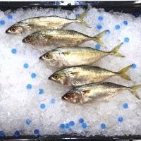 Fresh Ikan Batu