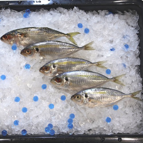 Fresh Kunning Fish (Yellowstripe Scad)