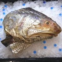 Balai Threadfin Head (Half)