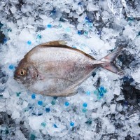 Black Pomfret 黑鲳