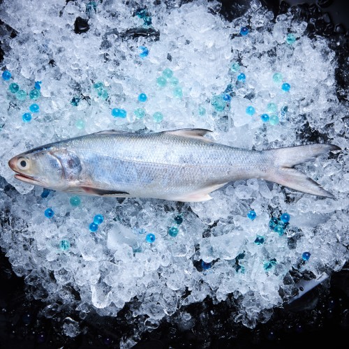 Blackspot Threadfin 小午鱼