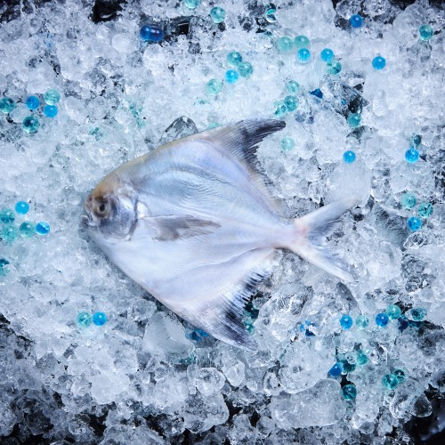 Chinese Pomfret 斗鲳