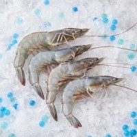 Fresh XL Glass Prawns 玻璃虾