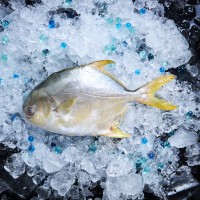 Fresh Golden Pomfret 金鲳