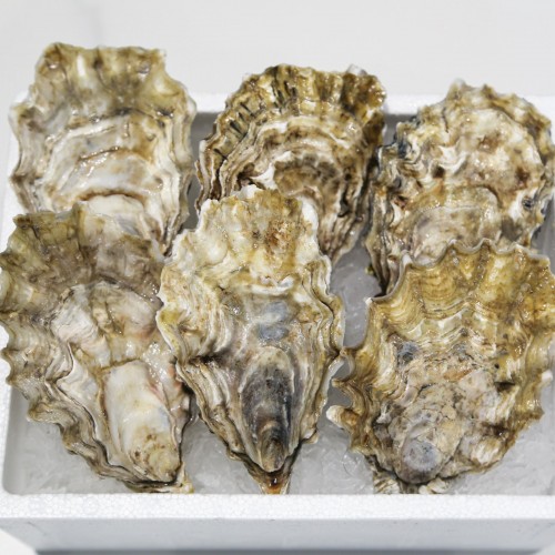 Fresh Live Oysters (Japan)