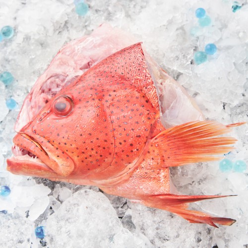 Red Grouper Head (Ang Gau) 