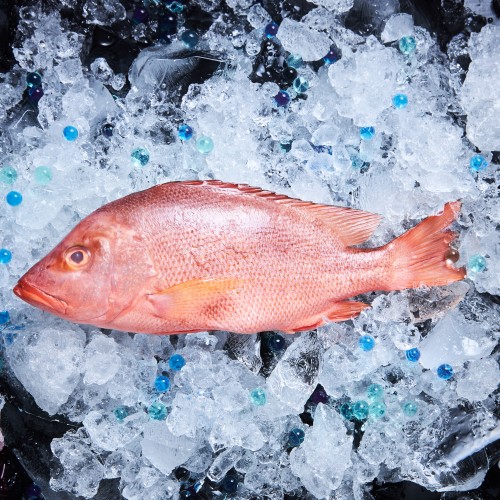 Fresh Red Snapper 红鲷鱼