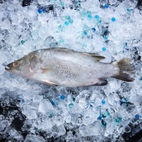 Fresh Seabass Clean and Gutted (Kukup Sea) 金目鲈