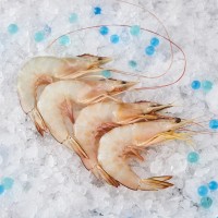 Fresh XL Ang Ka Prawns (Sea Prawns) 海虾