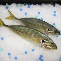 Fresh Selar Fish (Whole)