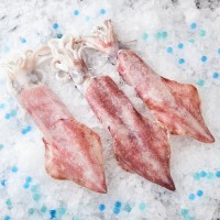 Fresh A Grade Whole XL Sotong (Squid) 鱿鱼