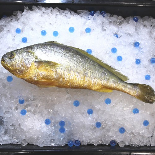 Yellow Croaker 黄花鱼