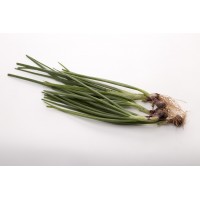 Spring Onion  大葱