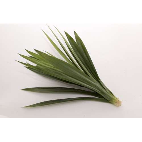 Pandan Leaves 香兰叶