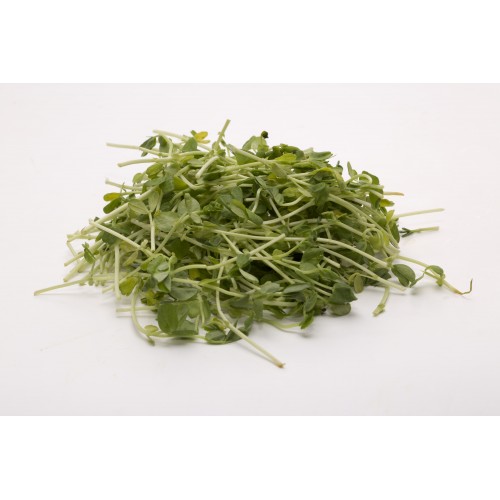 Pea Sprouts 豆苗