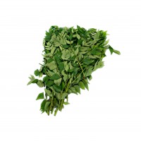 Curry Leaf 咖喱叶