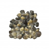 Live Frozen La La 啦啦 Live Frozen La La 啦啦