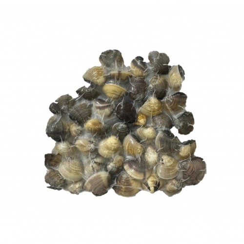 Live Frozen La La 啦啦 Live Frozen La La 啦啦